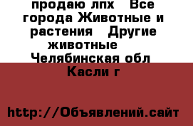 продаю лпх - Все города Животные и растения » Другие животные   . Челябинская обл.,Касли г.